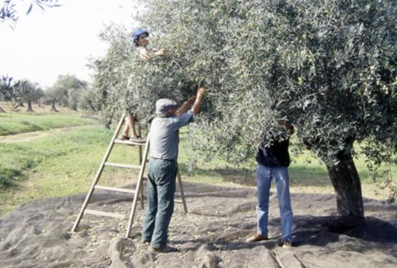 Olive Harvest – 2001 – Author: Benjamim Pereira